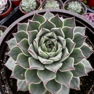 Hen and Chicks Fire Dragon Succulent - Live Potted Plant - 2'' Pot - Ornamental Succulent