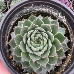 Hen and Chicks Fire Dragon Succulent - Live Potted Plant - 2'' Pot - Ornamental Succulent