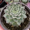 Hen and Chicks Fire Dragon Succulent - Live Potted Plant - 2'' Pot - Ornamental Succulent