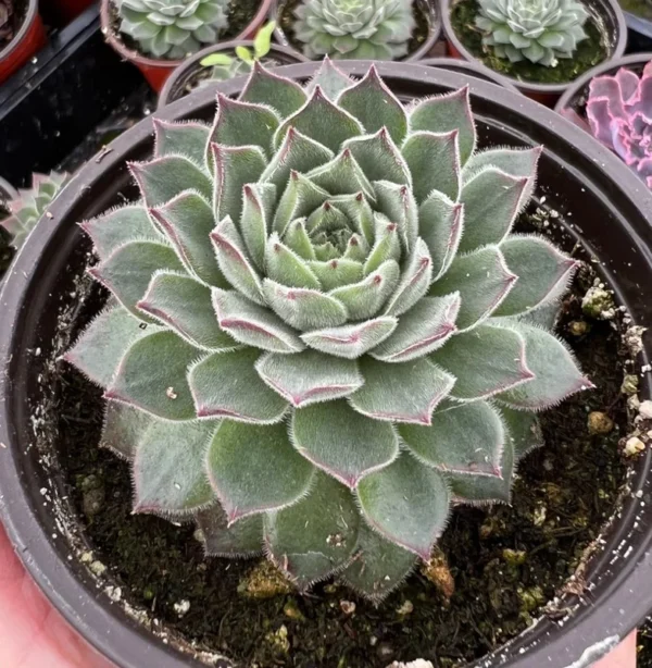 Hen and Chicks Fire Dragon Succulent - Live Potted Plant - 2'' Pot - Ornamental Succulent