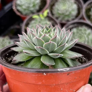 Hen and Chicks Fire Dragon Succulent - Live Potted Plant - 2'' Pot - Ornamental Succulent
