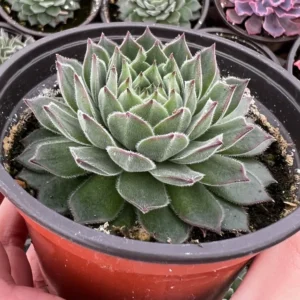 Hen and Chicks Fire Dragon Succulent - Live Potted Plant - 2'' Pot - Ornamental Succulent