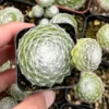Hen and Chicks Sempervivum - Rooted Succulent Live Plant - 2in Pot - Garden Decor