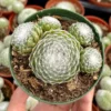 Hen and Chicks Sempervivum - Rooted Succulent Live Plant - 2in Pot - Garden Decor