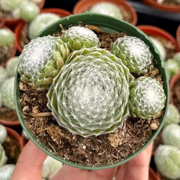 Hen and Chicks Sempervivum - Rooted Succulent Live Plant - 2in Pot - Garden Decor