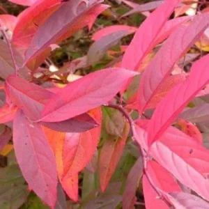 Henry's Garnet Itea Virginica Sweetspire Plant - 4 Inch Pot - 6-12 Inch Tall Shrub