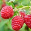 Heritage Red Raspberry Plant - 2 Bare Root Plants - NON GMO - Buy More Save More