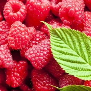 Heritage Red Raspberry Plant - 2 Bare Root Plants - NON GMO - Buy More Save More