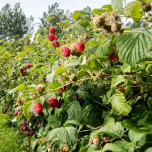 Heritage Red Raspberry Plant - 2 Bare Root Plants - NON GMO - Buy More Save More