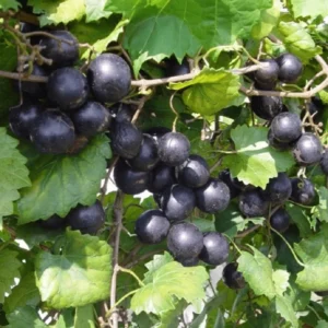 Hunt Muscadine Grape Vine - 2 Bare Root Live Plants - 2 Year Old - 1-2ft