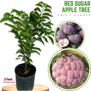 Red Sugar Apple Tree 3 Gallon 2 to 3 feet - Healthy, High Yield - Home Garden Ready - Not Ship CA