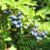 Highbush Blueberry Plant - 3 Year Old Plant - Sweet Blue Fruits