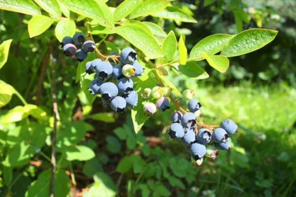 Highbush Blueberry Plant - 3 Year Old Plant - Sweet Blue Fruits