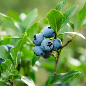 Highbush Blueberry Plant - 3 Year Old Plant - Sweet Blue Fruits