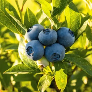 Highbush Blueberry Plant - 3 Year Old Plant - Sweet Blue Fruits