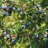 Highbush Blueberry Plants - 2 Pack - 3 Year Old - 18 to 24 Inches - Buy 4 Get 1 Free