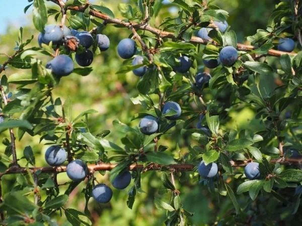 Highbush Blueberry Plants - 2 Pack - 3 Year Old - 18 to 24 Inches - Buy 4 Get 1 Free