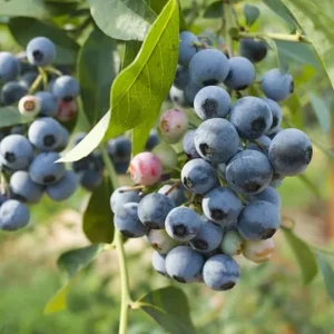 Highbush Blueberry Plants - 2 Pack - 3 Year Old - 18 to 24 Inches - Buy 4 Get 1 Free