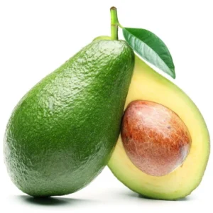 Holiday Avocado Tree - 1 Feet Tall Grafted Plant - Shipped in Bag