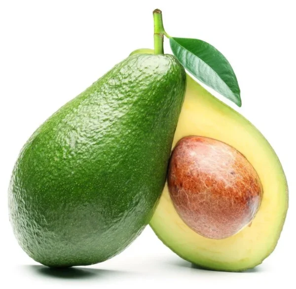 Holiday Avocado Tree - 1 Feet Tall Grafted Plant - Shipped in Bag