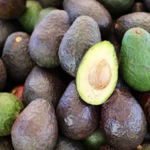 Holiday Avocado Tree - 1 Feet Tall Grafted Plant - Shipped in Bag