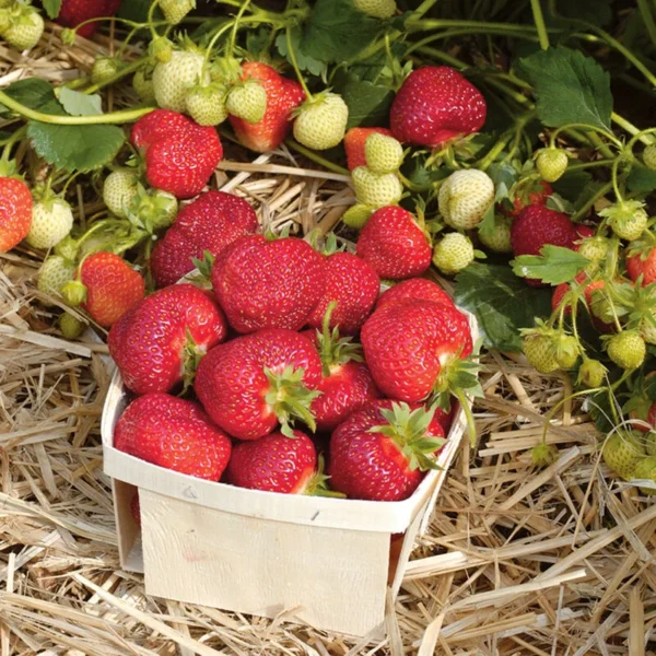 Honeoye Strawberry Plants - 5 Bare Root Plants - June Bearing - Winter Hardy