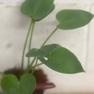 Hosta Halcyon Plantain Lily - Blue Hosta Plant - Qt Pot - Shade Garden Favorite