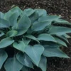 Hosta Halcyon Plantain Lily - Blue Hosta Plant - Qt Pot - Shade Garden Favorite
