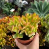 Hummel's Sunset Golden Jade Plant - 4'' Rooted Succulent Colorful Houseplant
