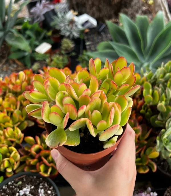 Hummel's Sunset Golden Jade Plant - 4'' Rooted Succulent Colorful Houseplant