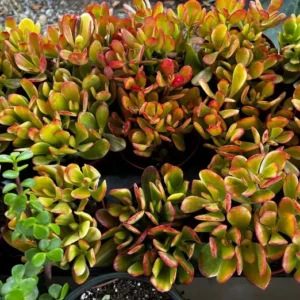 Hummel's Sunset Golden Jade Plant - 4'' Rooted Succulent Colorful Houseplant