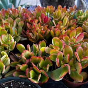 Hummel's Sunset Golden Jade Plant - 4'' Rooted Succulent Colorful Houseplant