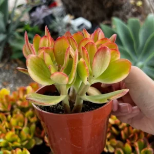 Hummel's Sunset Golden Jade Plant - 4'' Rooted Succulent Colorful Houseplant