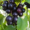 Hunt Muscadine Grape Vine - 2 Bare Root Live Plants - 2 Year Old - 1-2ft