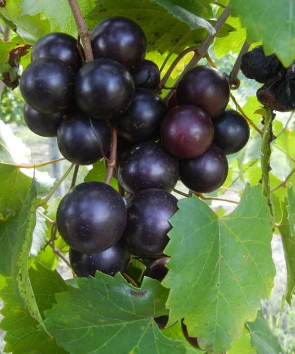Hunt Muscadine Grape Vine - 2 Bare Root Live Plants - 2 Year Old - 1-2ft