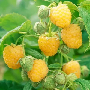 Anne Golden Raspberry Plant - Bare Root Dormant Root Stock - Golden Yellow - 1 Plant