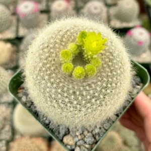 Yellow Crown Cactus Plant - 4 inch Live Blooming Cactus