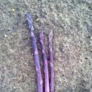 Asparagus Garden Variety Pack: Jersey Knight, Mary Washington, Purple Passion - 30 Crowns