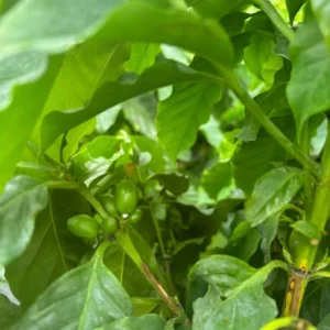 Coffee Tree Plant - Premium 3 Gallon Size - Garden Ready Tree - Not Ship CA