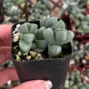 Ice Plant Corpuscularia Lehmannii Rare Succulent - 2 inch Pot Size