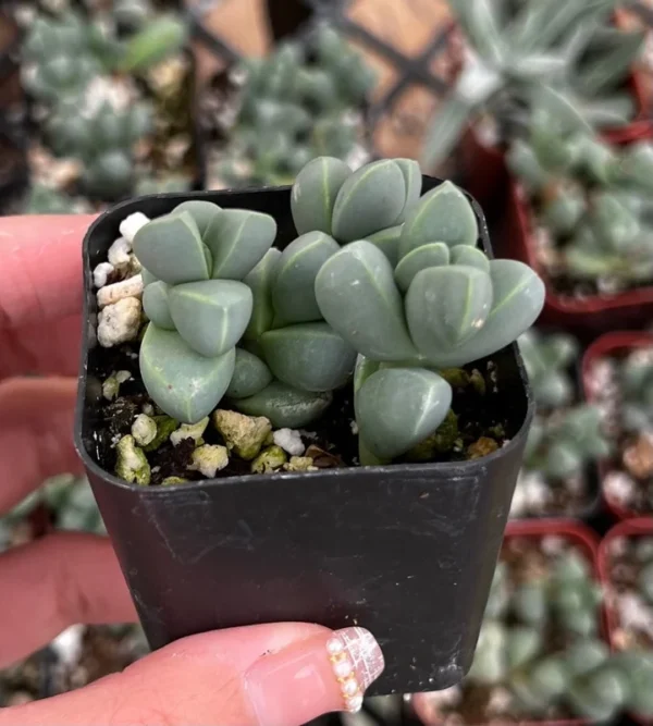 Ice Plant Corpuscularia Lehmannii Rare Succulent - 2 inch Pot Size