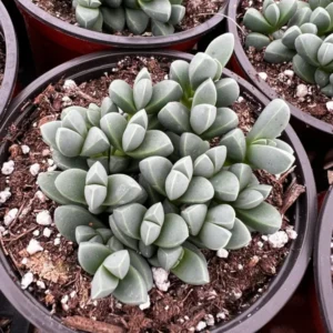 Ice Plant Corpuscularia Lehmannii Rare Succulent - 2 inch Pot Size