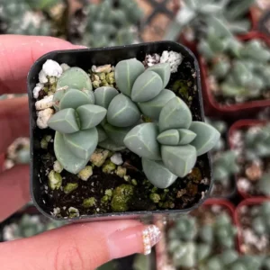Ice Plant Corpuscularia Lehmannii Rare Succulent - 2 inch Pot Size