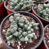 Ice Plant Corpuscularia Lehmannii Rare Succulent - 2 inch Pot Size