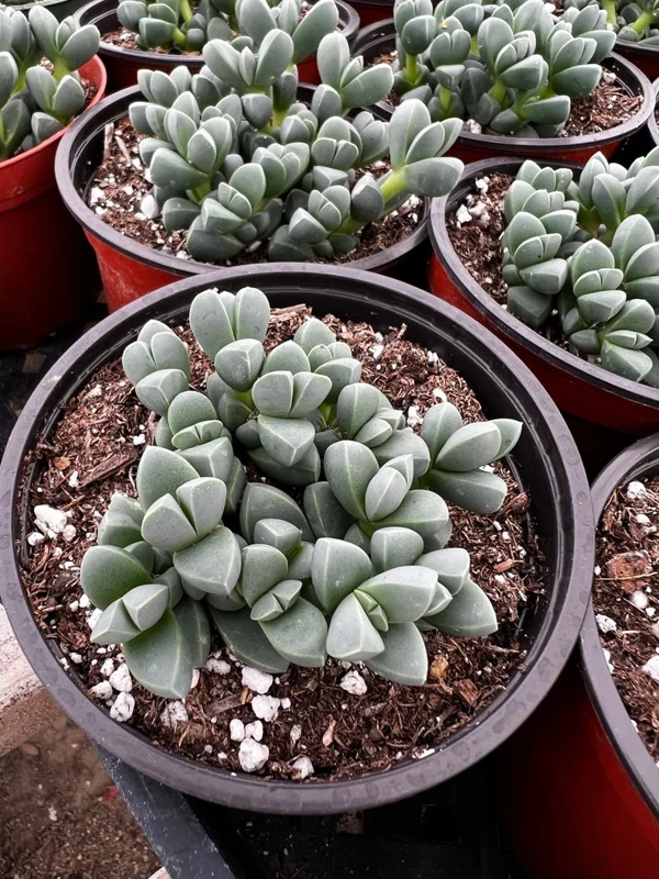 thumbnail image 2 of Live Corpuscularia Lehmannii 'Ice' Succulent – Astridia Velutina Brocade, Rooted In 2" Planter 2 of 2