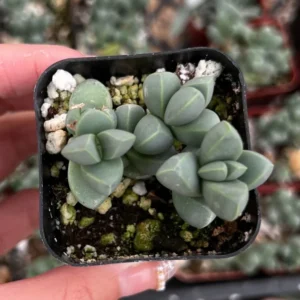 Ice Plant Corpuscularia Lehmannii Rare Succulent - 2 inch Pot Size