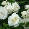 Iceberg Rose Plant - Floribunda Rose, 1 Ft Tall in 6 Inch Pot