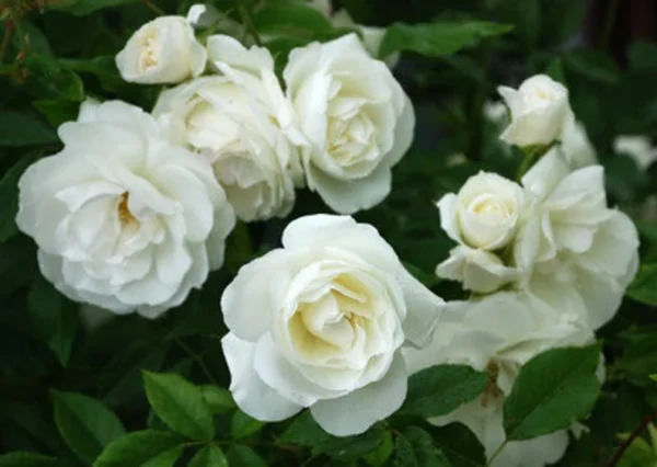 Iceberg Rose Plant - Floribunda Rose, 1 Ft Tall in 6 Inch Pot