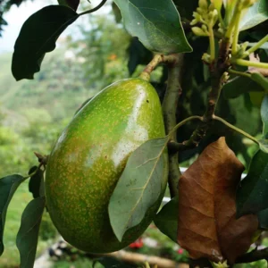 Bacon Avocado Tree - 1 Foot Grafted Tree - Shipped in Bag