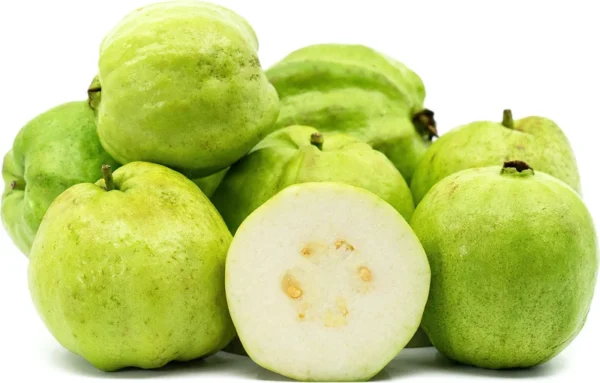 Indonesia White Seedless Guava Tree - 3 Feet Tall Live Plant in 3-Gallon Pot - Not Ship CA